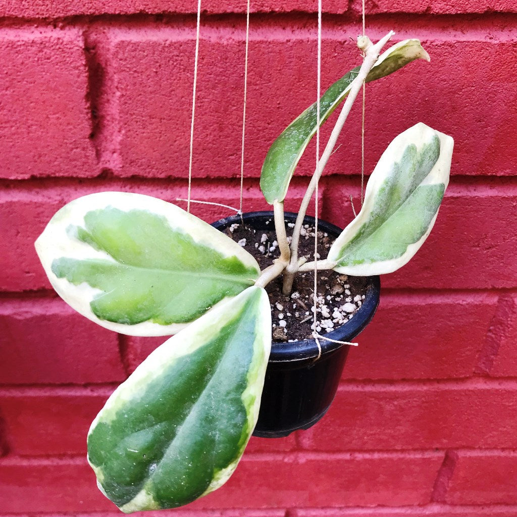  Hoya Incrassata Variegata Plant
