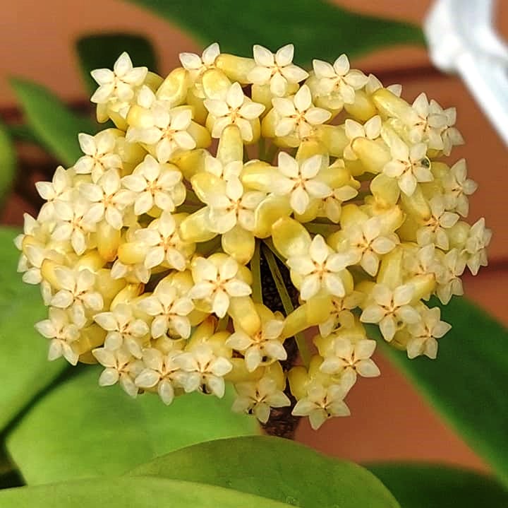  Hoya Incrassata Variegata Plant