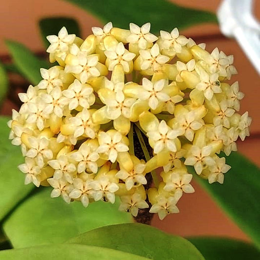  Hoya Incrassata Variegata Plant