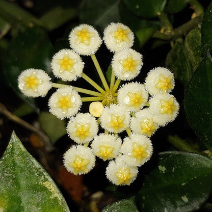  Hoya Krohniana Plant