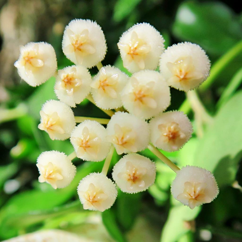 Hoya Krohniana Plant