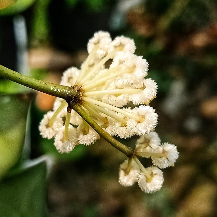  Hoya Krohniana Plant