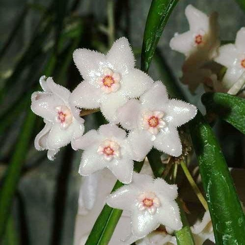  Hoya Longifolia China Beans Plant