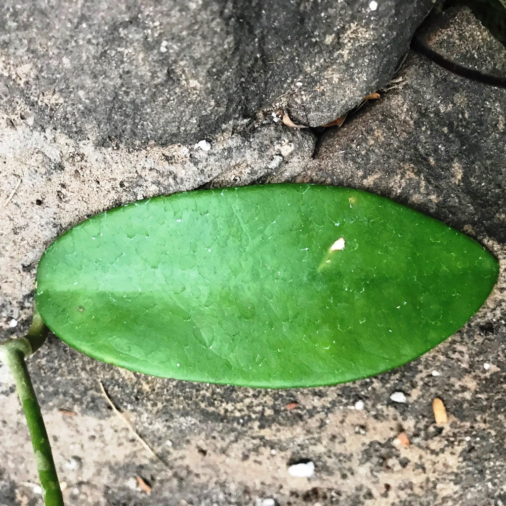  Hoya Meliflua Plant
