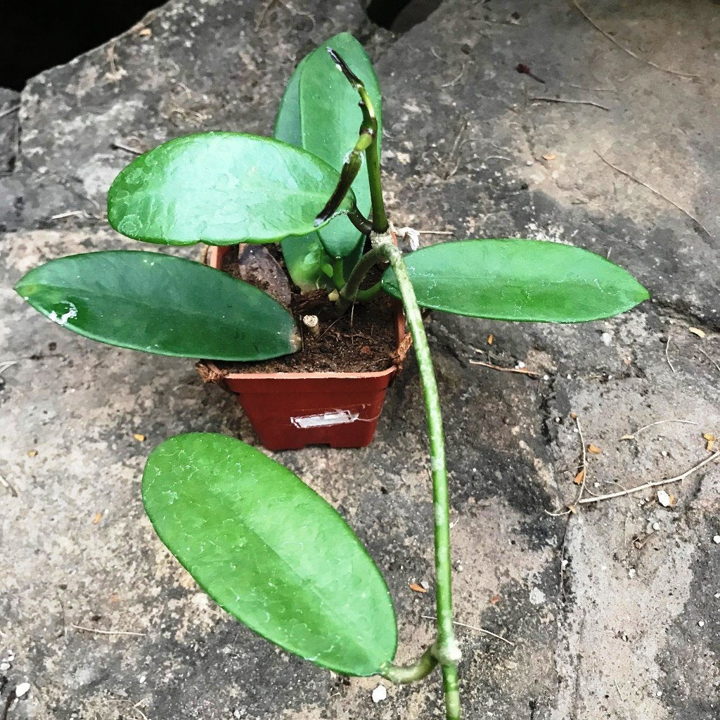  Hoya Meliflua Plant