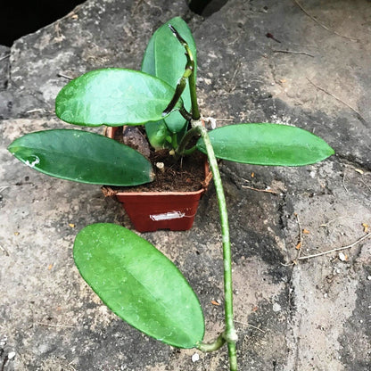  Hoya Meliflua Plant