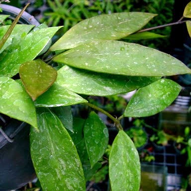  Hoya Memoria Plant