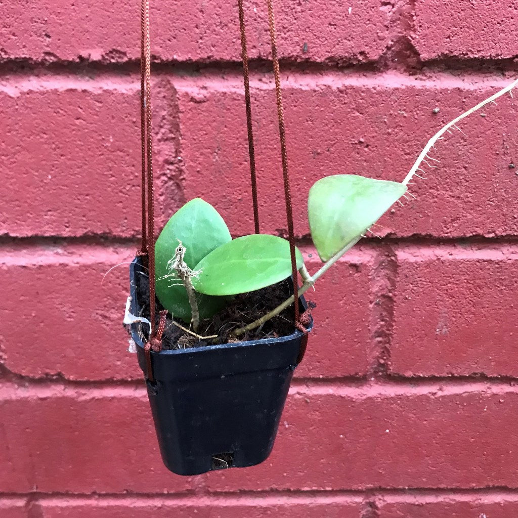  Hoya Mindorensis Pg12 Plant