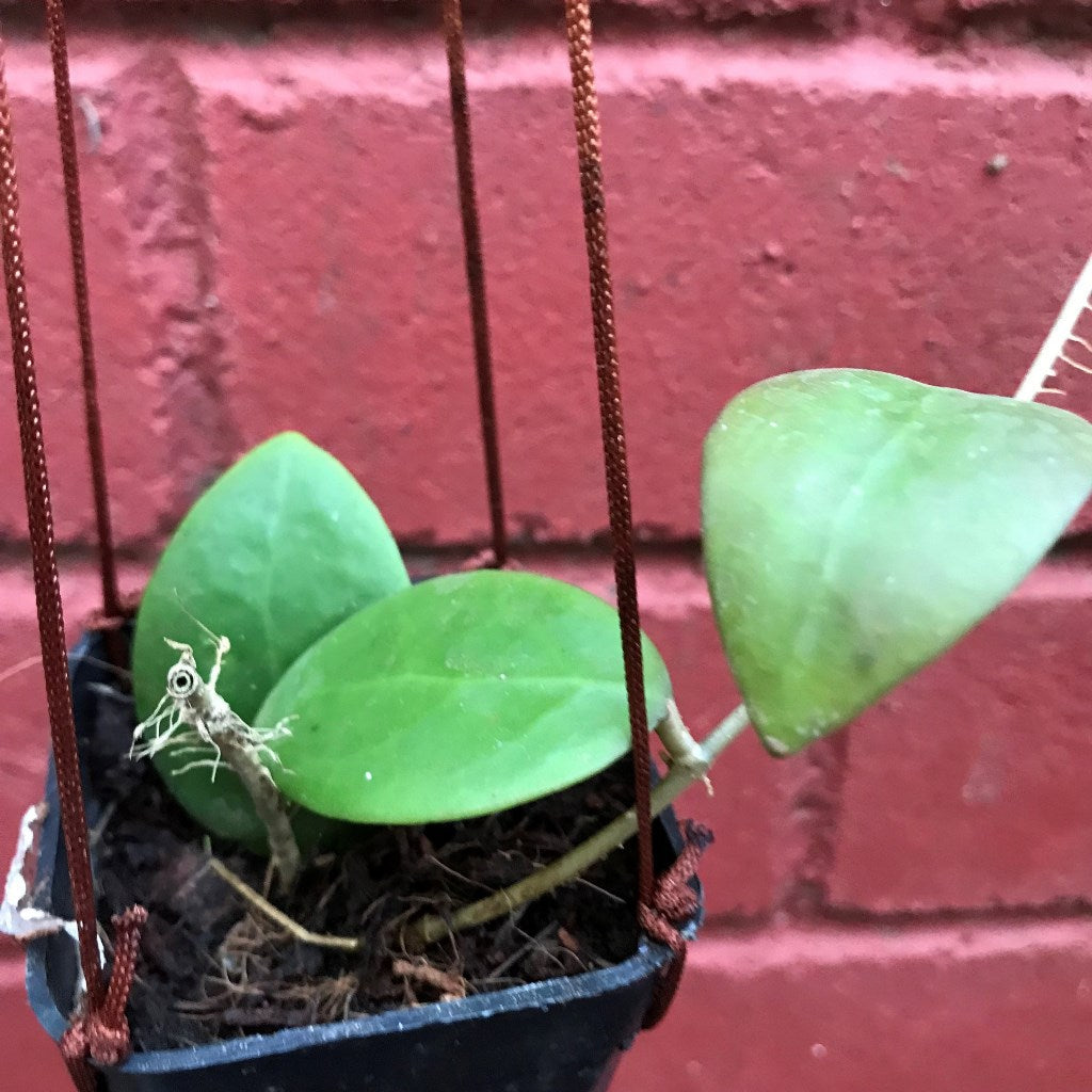  Hoya Mindorensis Pg12 Plant