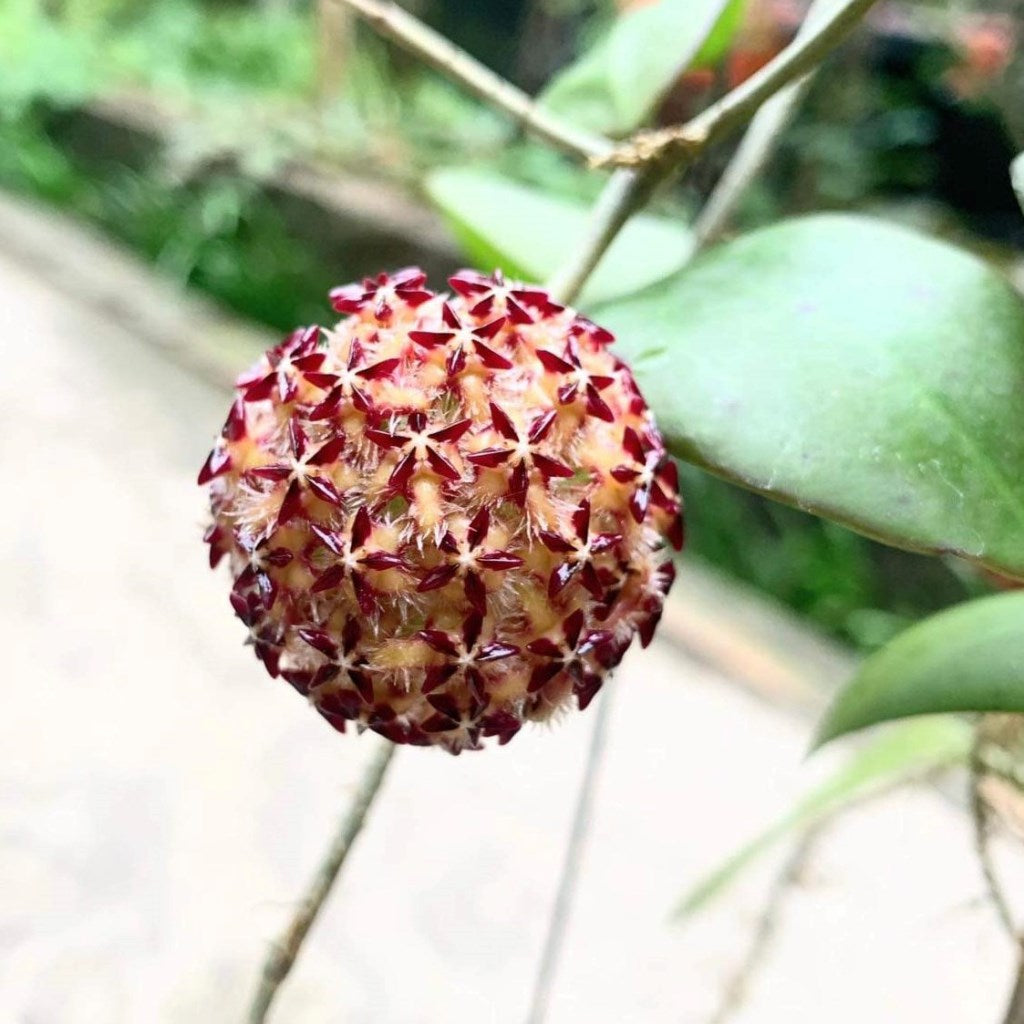  Hoya Mindorensis Pg12 Plant