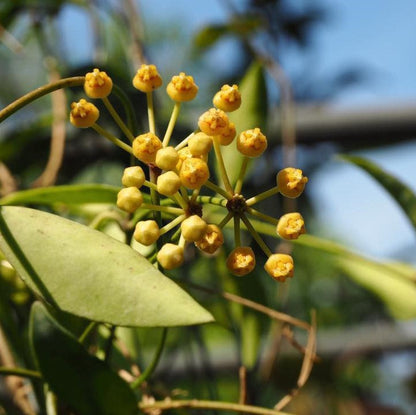  Hoya Tsangii Odetteae Plant