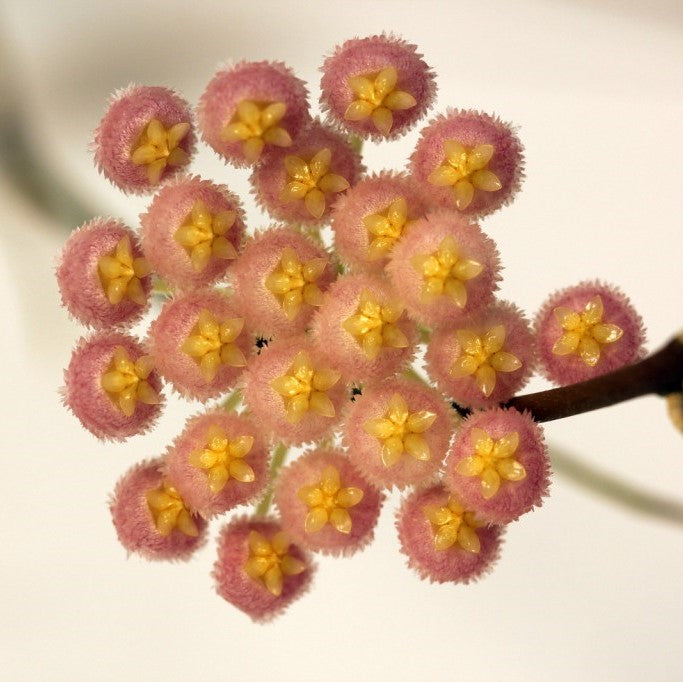  Hoya Rebecca Plant