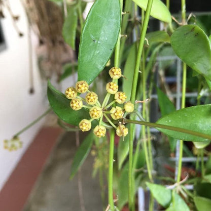  Hoya Tsangii Odetteae Plant
