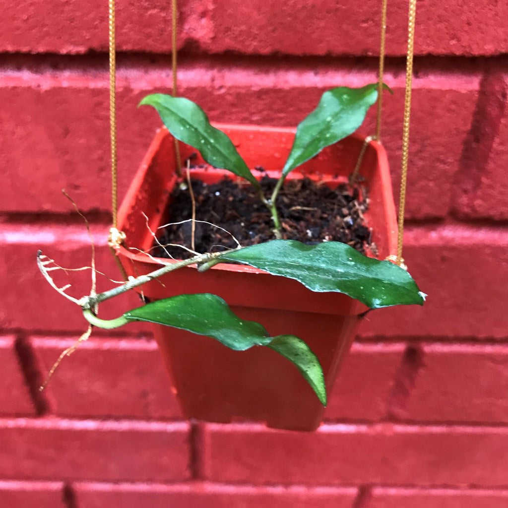  Hoya Ovalifolia Plant