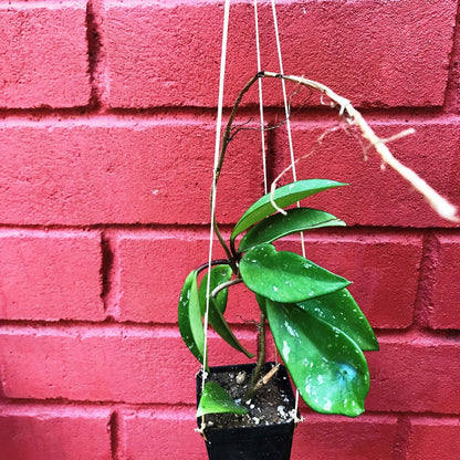  Hoya Pubicalyx Pink Silver Plant