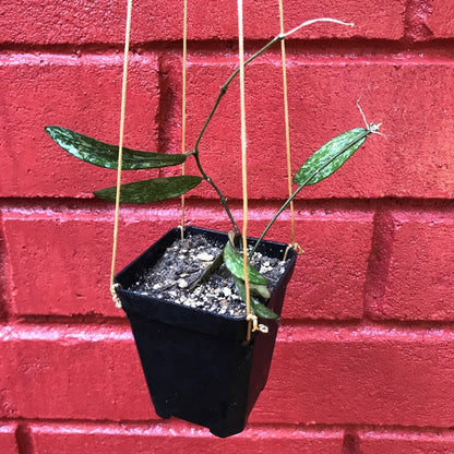  Hoya Sigillatis Plant