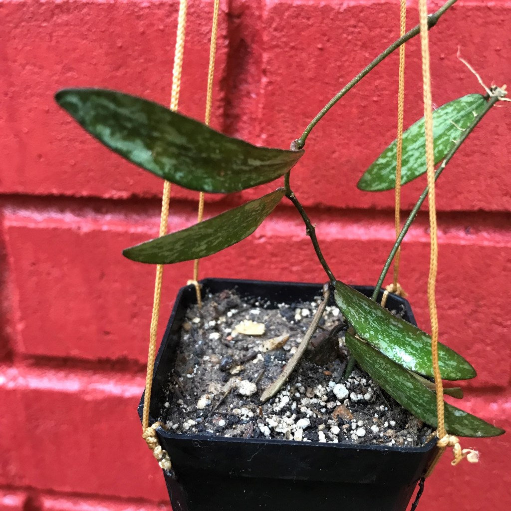  Hoya Sigillatis Plant