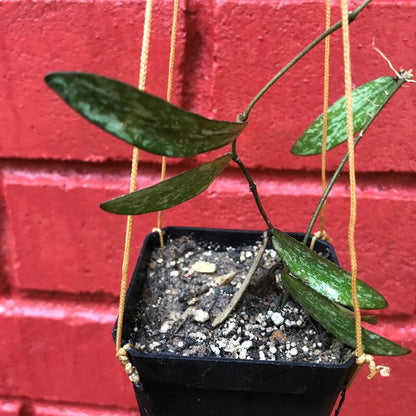  Hoya Sigillatis Plant