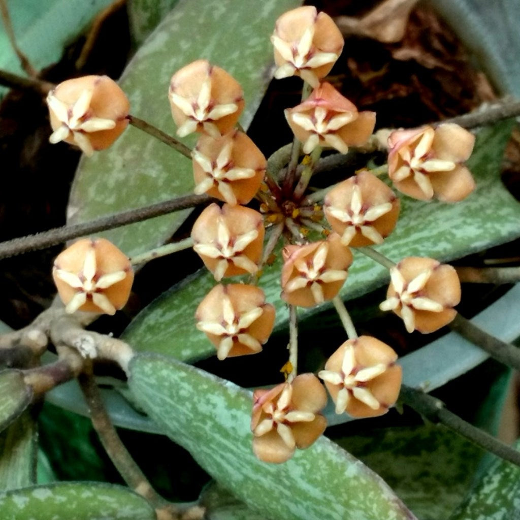  Hoya Sigillatis Plant