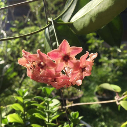  Hoya Subcalva Plant