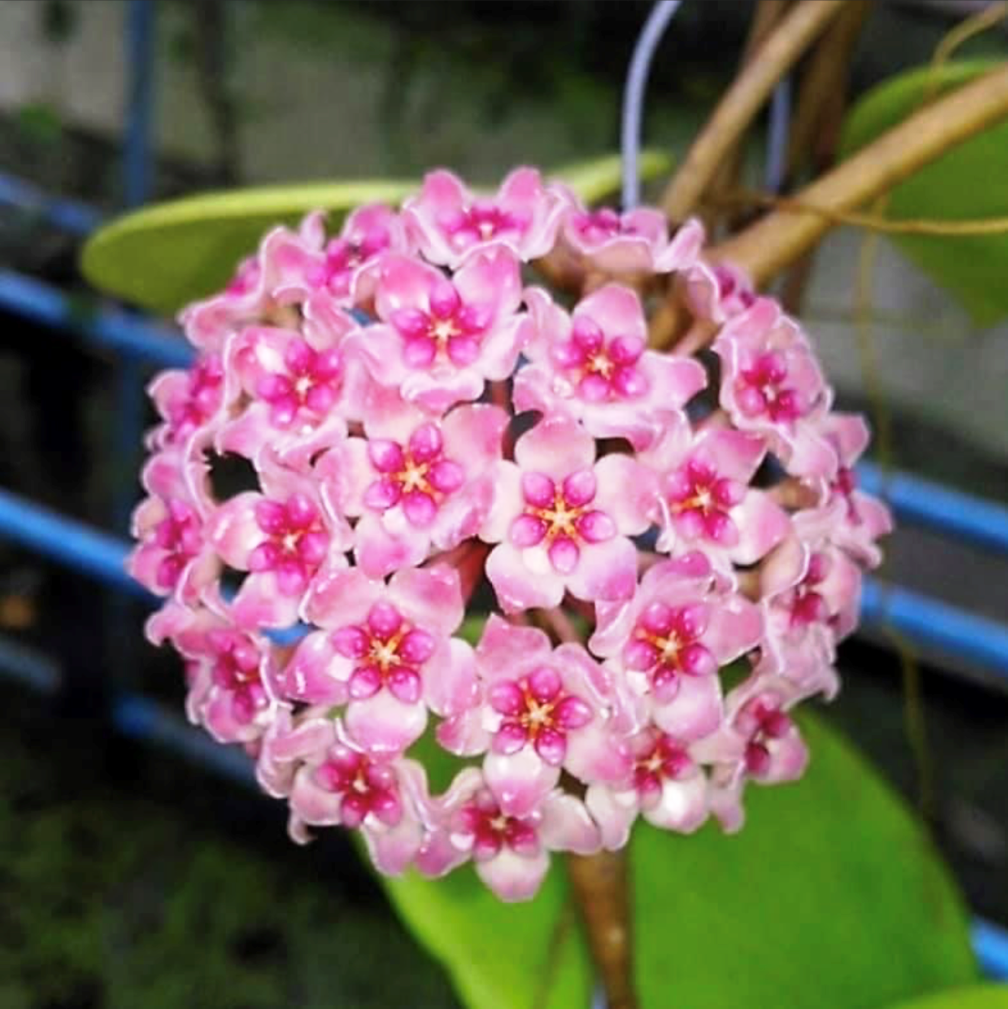  Hoya Sweet Scent Plant