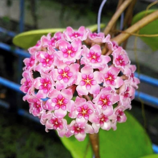  Hoya Sweet Scent Plant