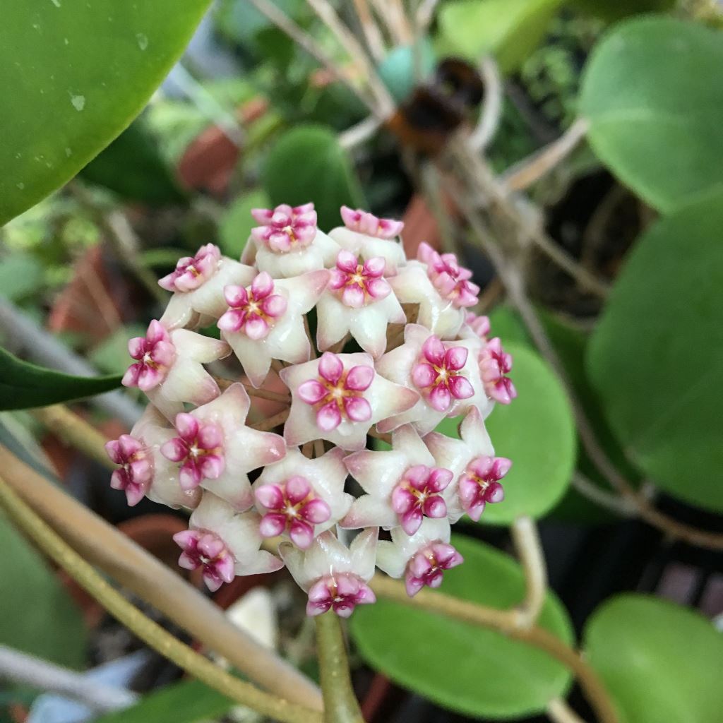  Hoya Sweet Scent Plant