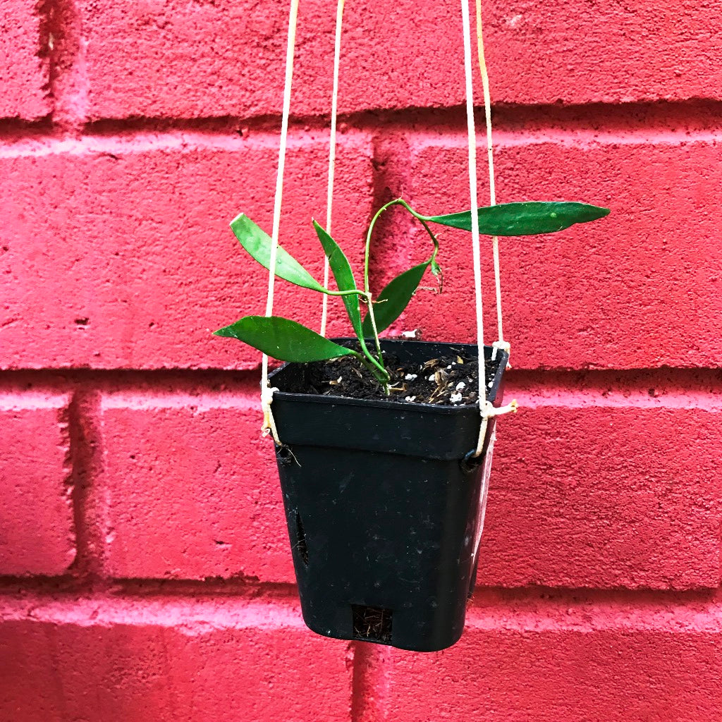  Hoya Tsangii Odetteae Plant