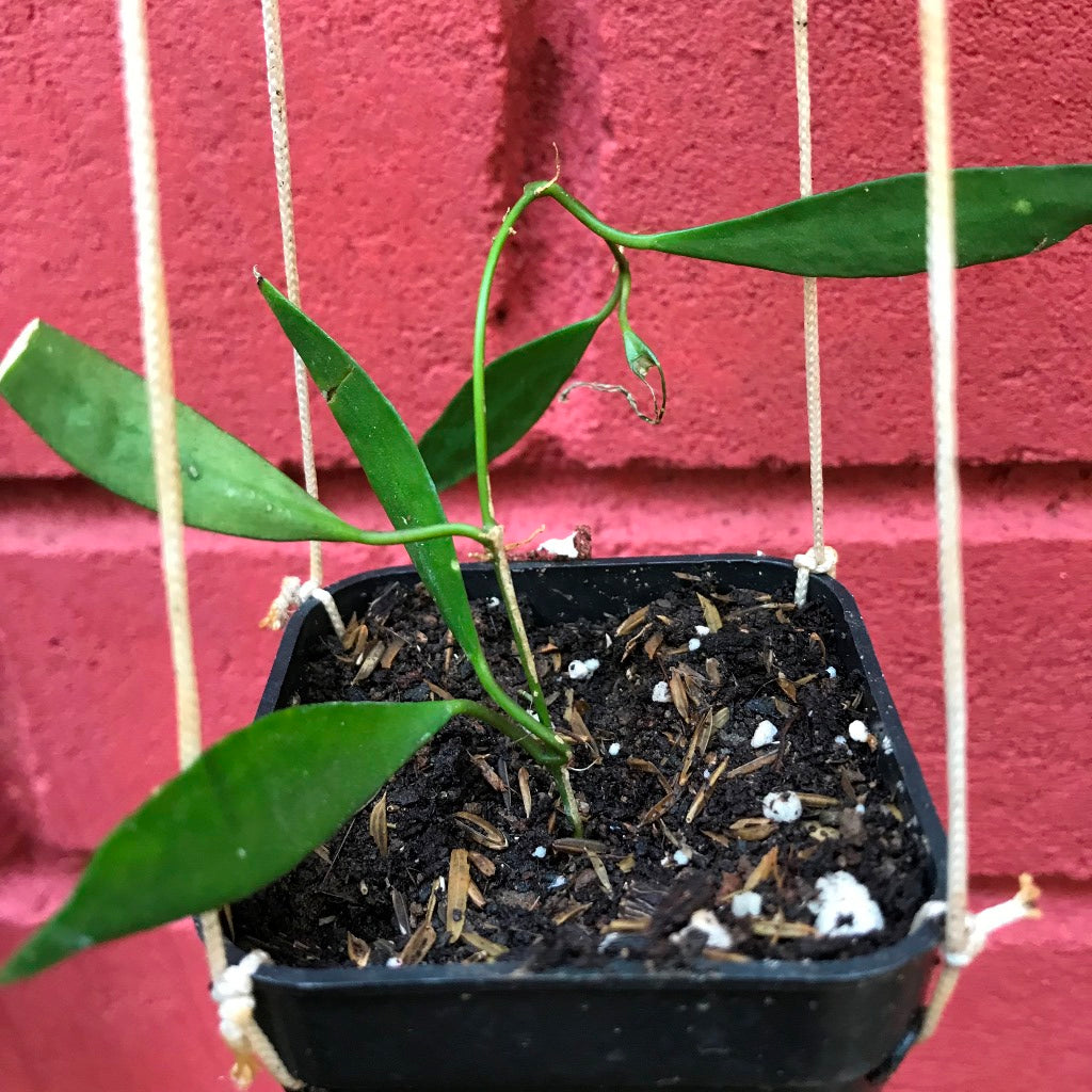  Hoya Tsangii Odetteae Plant