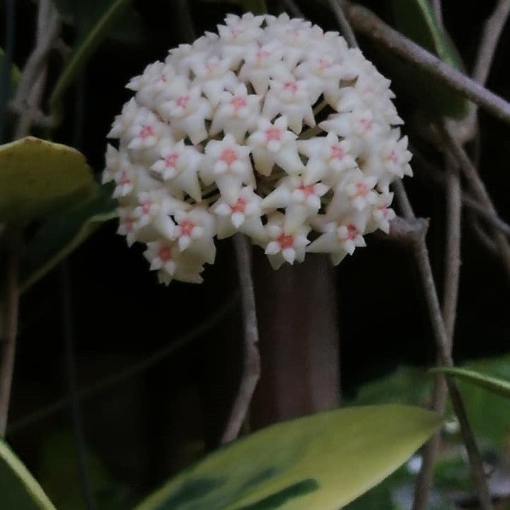  Hoya Verticillata Albomarginata Plant
