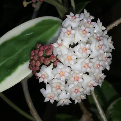  Hoya Verticillata Albomarginata Plant