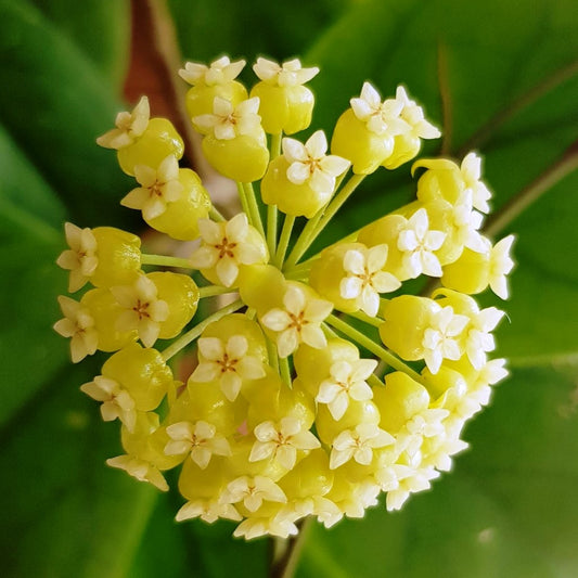  Hoya Viola Plant