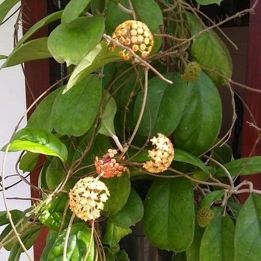 Hoya Viola Plant