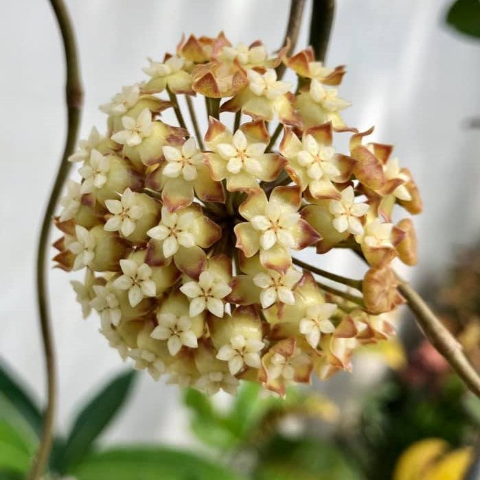  Hoya Viola Plant