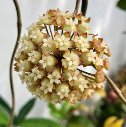  Hoya Viola Plant
