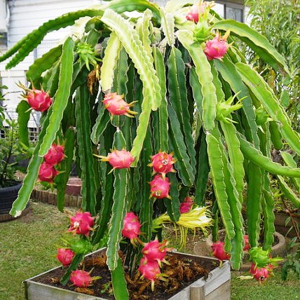  Hylocereus Undatus Dragon Fruit Cactus Plant
