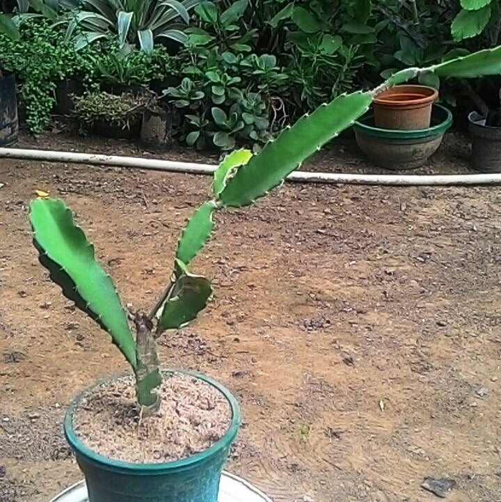  Hylocereus Undatus Dragon Fruit Cactus Plant