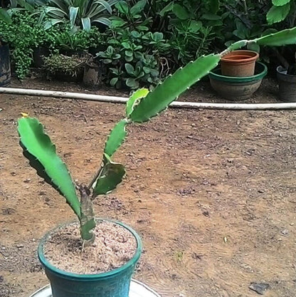  Hylocereus Undatus Dragon Fruit Cactus Plant
