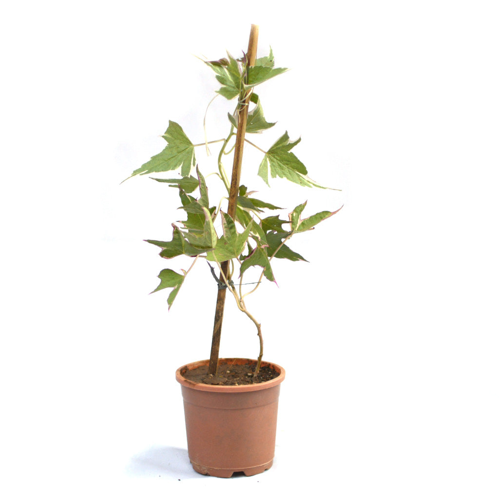  Ipomoea Batatas Pink Frost Vine Plant