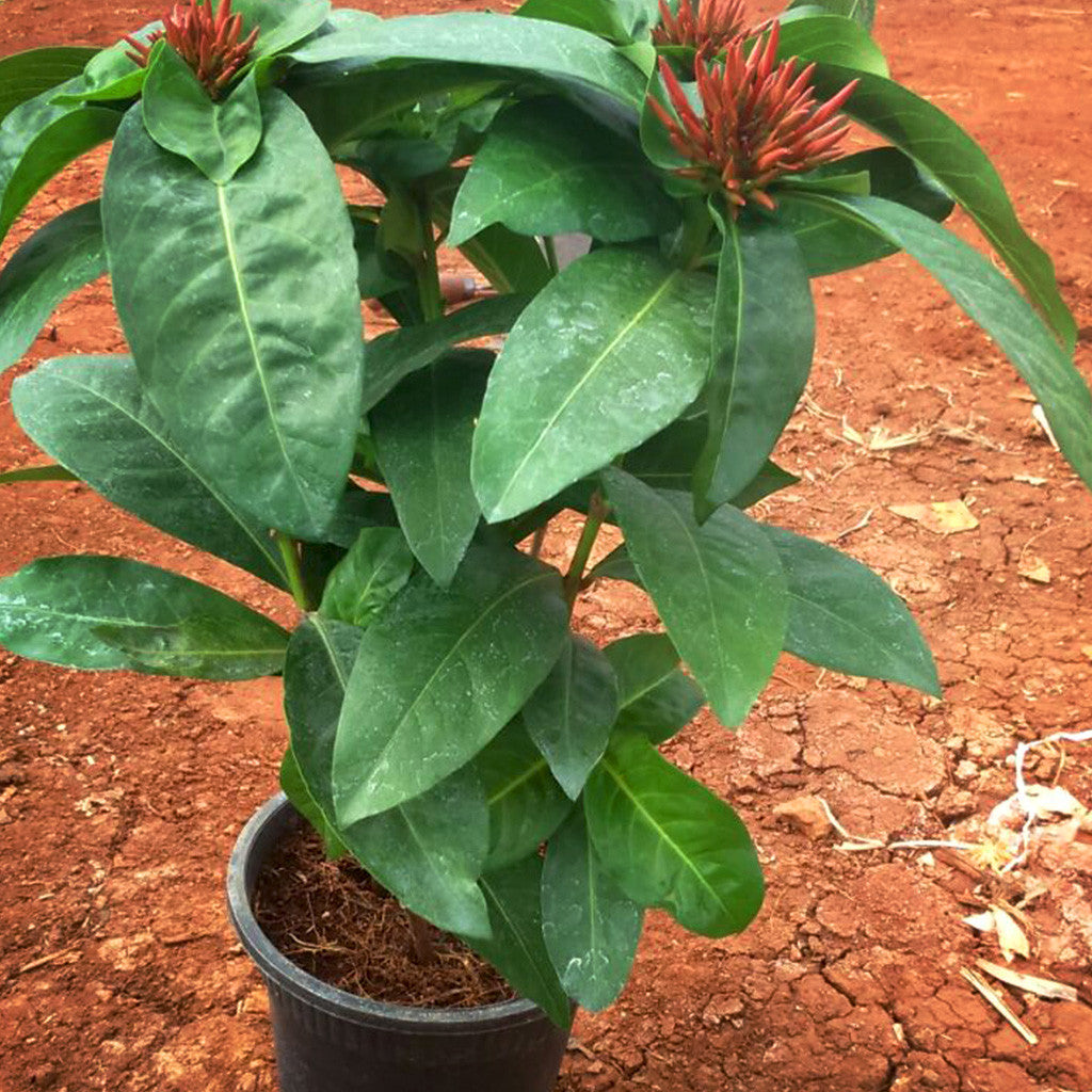  Ixora Dwarf Red Plant