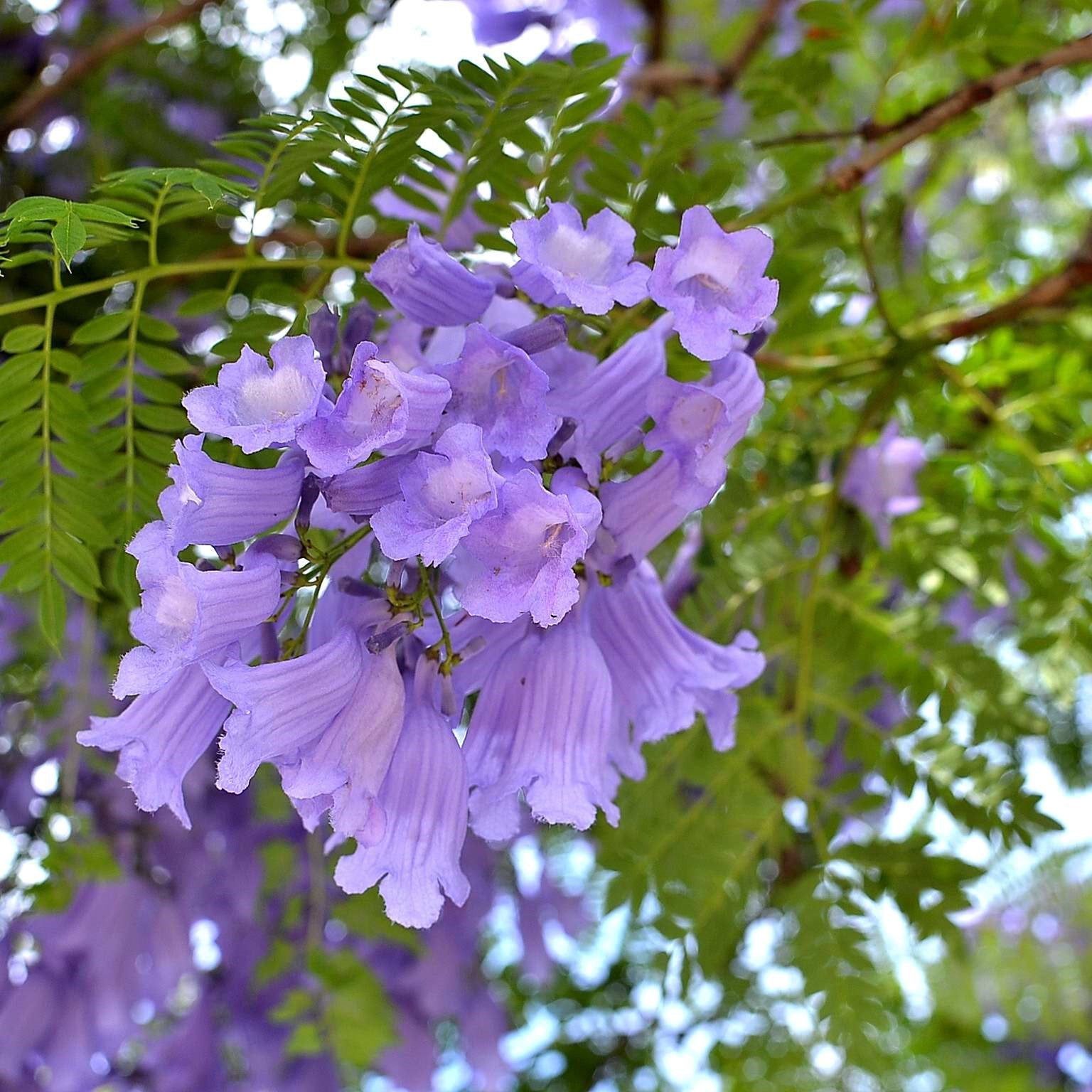  Jacaranda Mimosifolia - Mimosa Jacarnanda