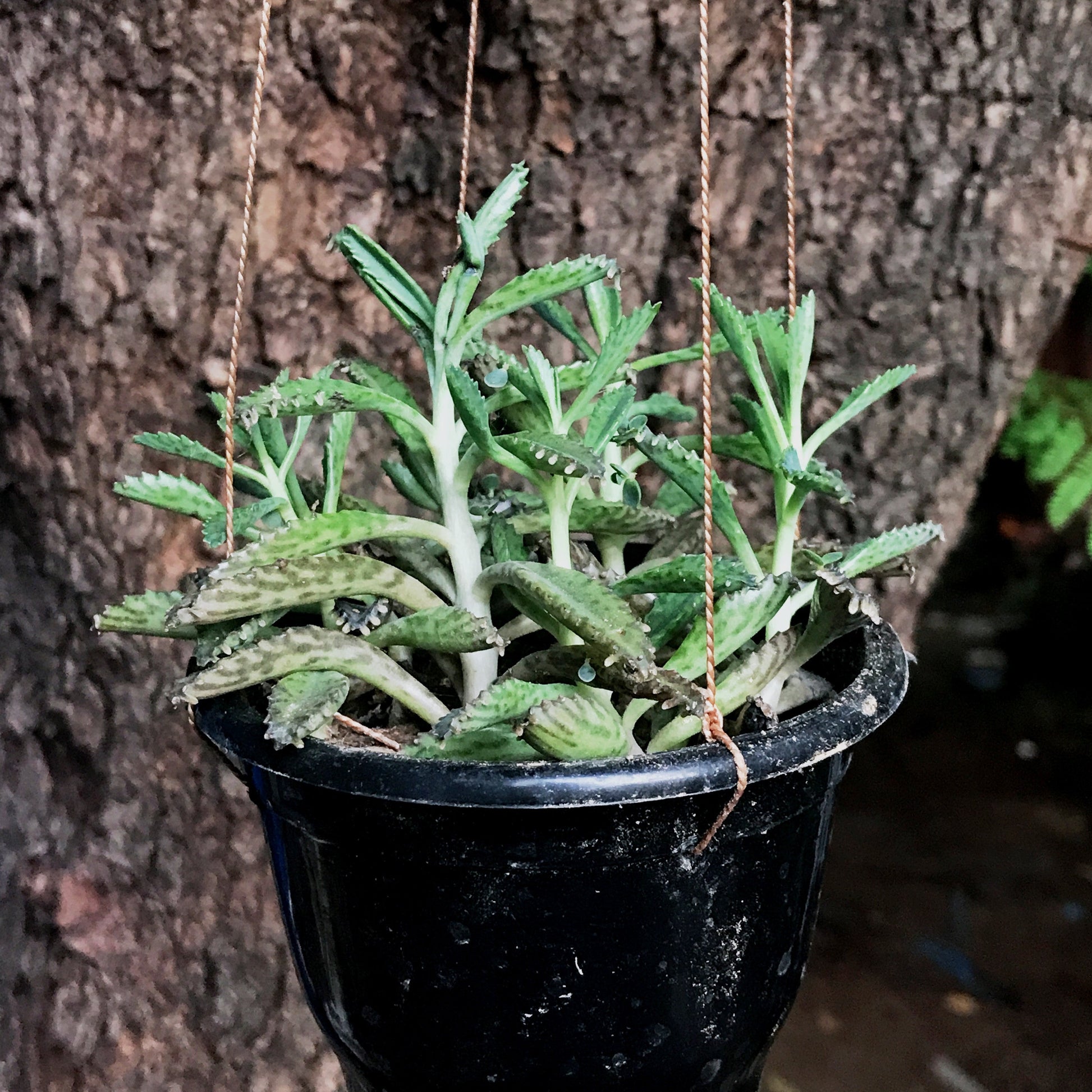  Kalanchoe Daigremontiana Succulent Plant
