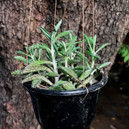  Kalanchoe Daigremontiana Succulent Plant
