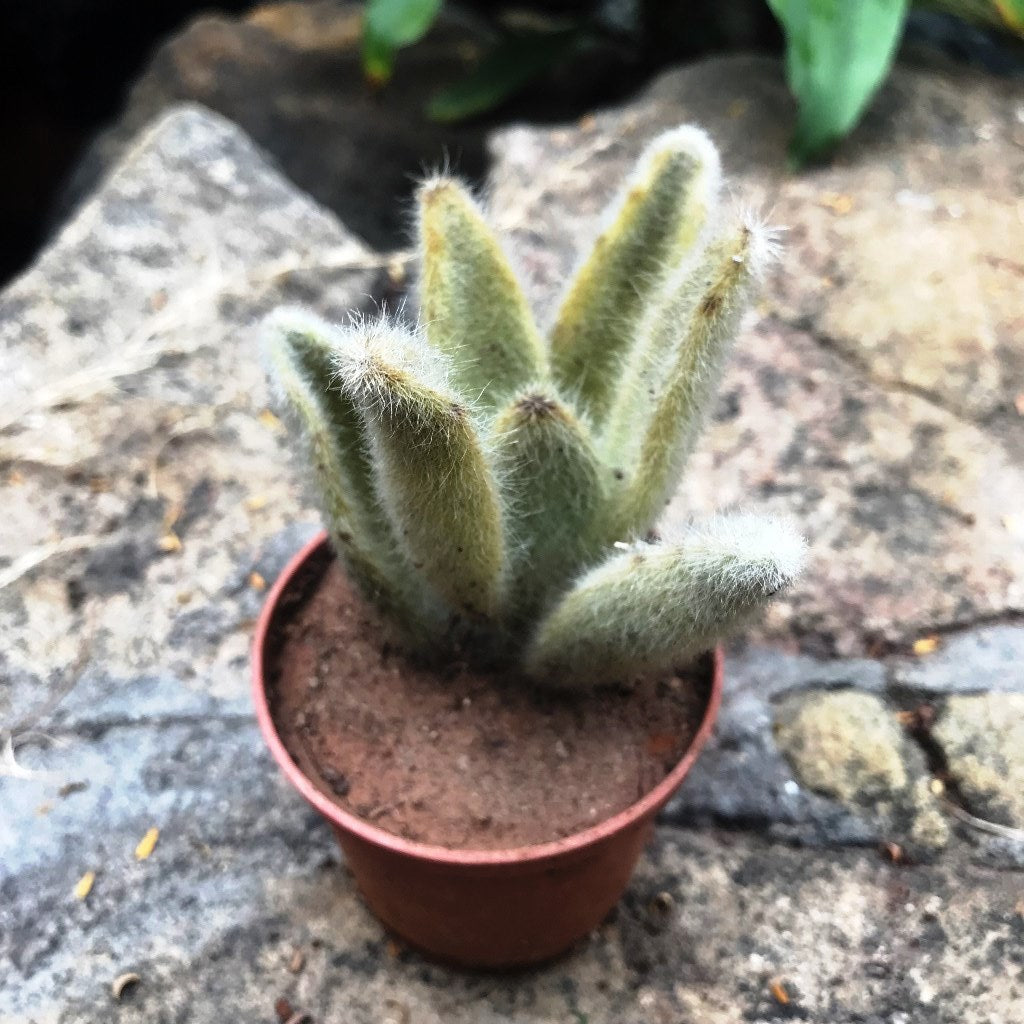  Kalanchoe Eriophylla Succulent Plant
