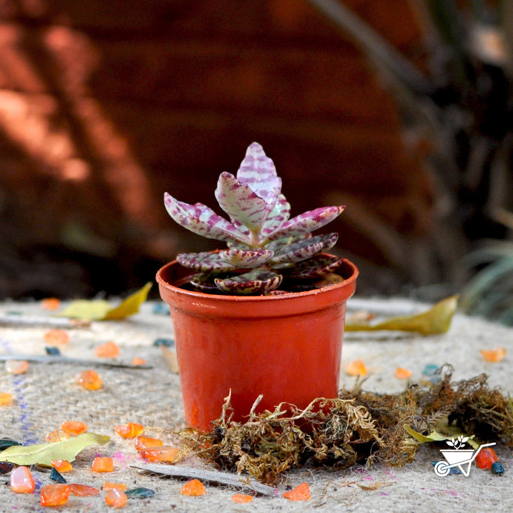  Kalanchoe Humilis Desert Surprise Succulent Plant