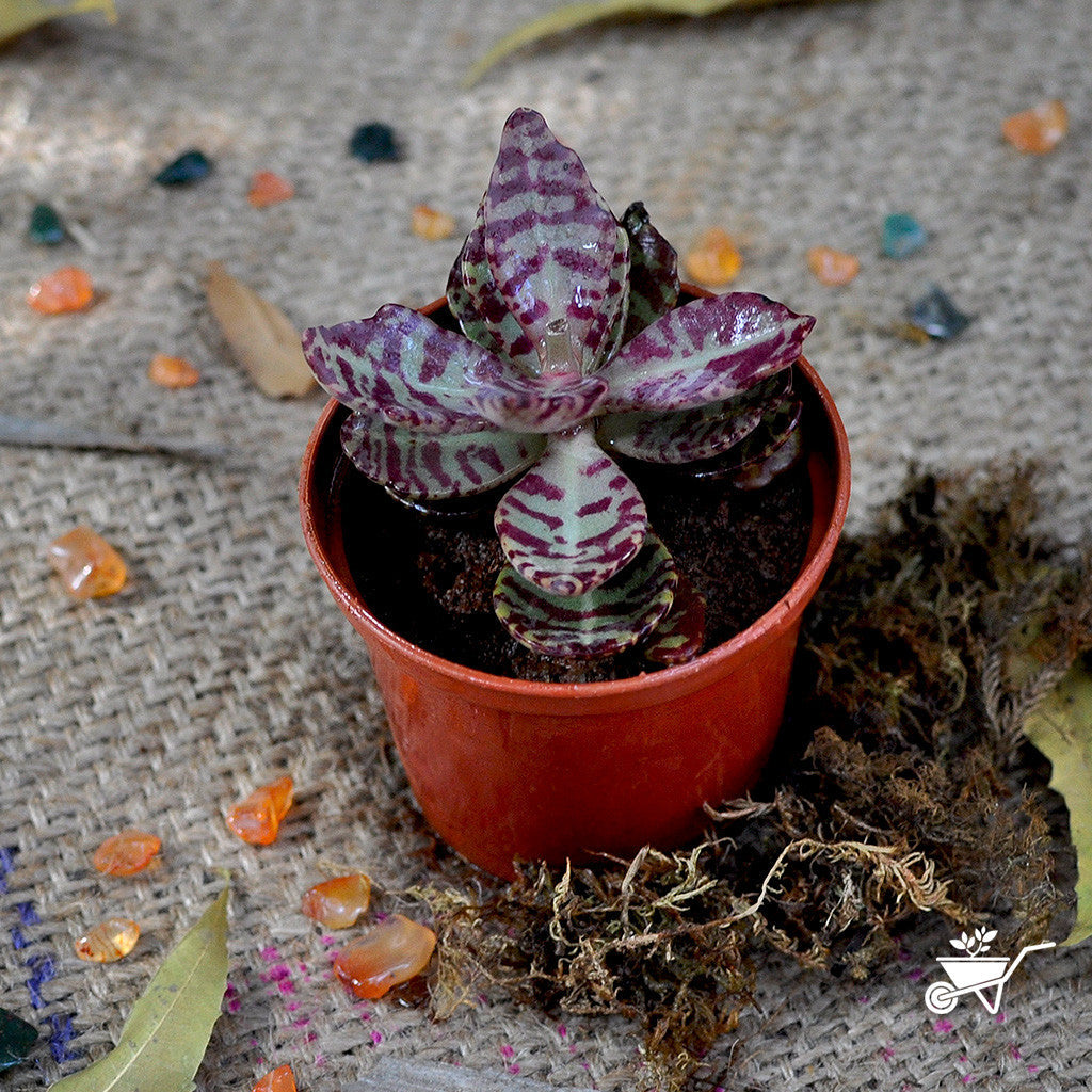  Kalanchoe Humilis Desert Surprise Succulent Plant