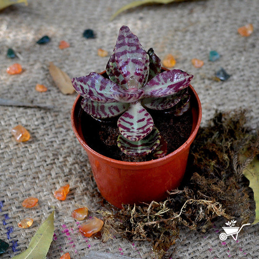  Kalanchoe Humilis Desert Surprise Succulent Plant