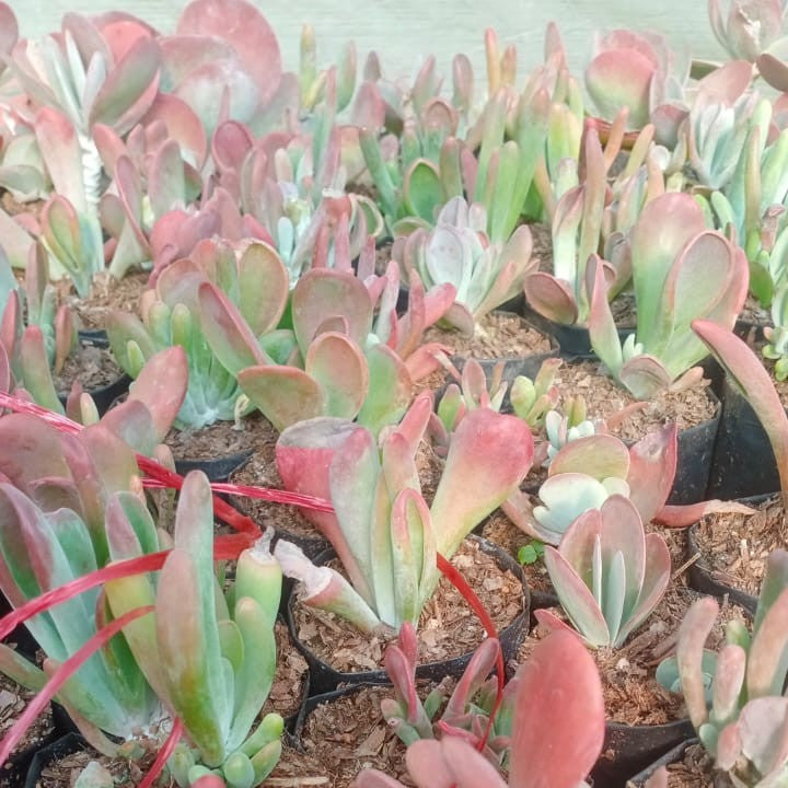  Kalanchoe Thyrsiflora Monstruosa Succulent Plant