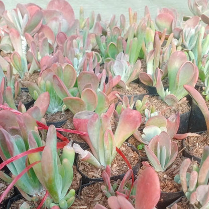  Kalanchoe Thyrsiflora Monstruosa Succulent Plant