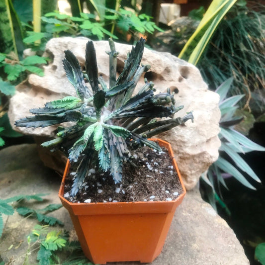  Kalanchoe Tubiflora Monstrose Succulent Plant